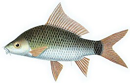 Osteochilus kappenii