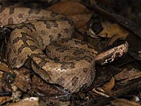 Ovophis tonkinensis in Hong Kong