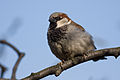 Male Sparrow