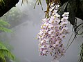 Phalaenopsis philippinensis