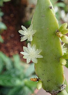 Two small white flowers on Rhipsalis cereoides