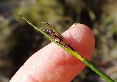 Close-up of flowering head