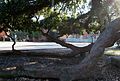 Friendship Oak on the campus of Southeastern Louisiana University is hundreds of years old. Like other mature spreading oaks, Friendship Oak is maintained by arborists to prevent the limbs from growing into the ground.