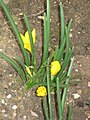 Sternbergia lutea