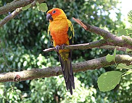 Naparatinga (Aratinga solstitialis)