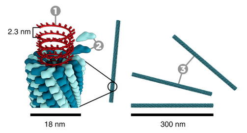 Struktur des Tabakmosaikvirus