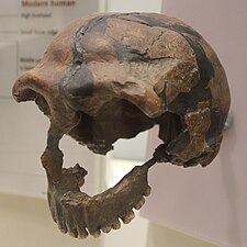 Homo neanderthalensis fossil from Tabun C1 (replica). 120000 – 50000 BP (National Museum of Natural History)