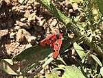 Zygaena laeta – Oberseite