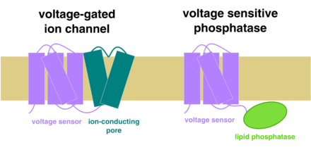 "a cartoon comparison of voltage-gated ion channels and VSPs"