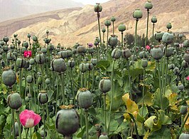 Slaapbollenteelt in Afghanistan.