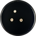 Aspergillus brunneus growing on CYA plate