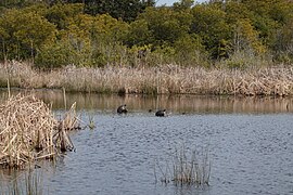 Turtles in the Back Bay National Wildlife Refuge, 2019