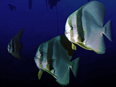 Batfish near Comores, Indian Ocean