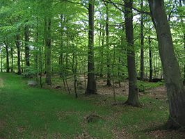 beukenbos, nationaal park Söderåsen