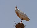 Kuhreiher Cattle Egret