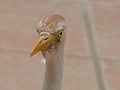 Kuhreiher Cattle Egret