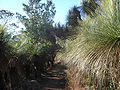 Xanthorrhoea (grasstrees) line the track to Mount Kiangarow