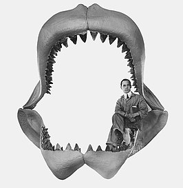 Megalodon