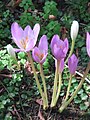 Colchicum speciosum