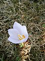 Crocus kotschyanus close-up