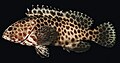 Epinephelus quoyanus