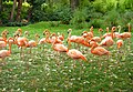 Fenicotteri rossi allo zoo di Parigi