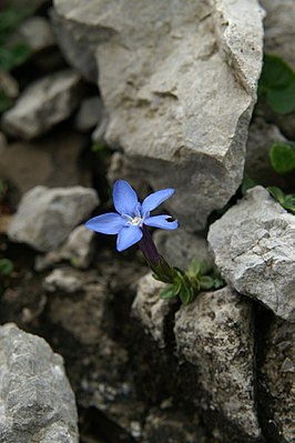 Triglav-gentiaan