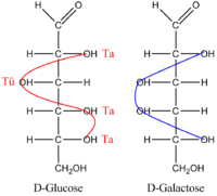 Struktur der D(+)-Glukose und D(+)-Galaktose in Form einer Fischer-Projektion