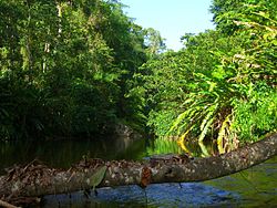 Grande Riviere River