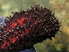 Podia of a sea cucumber (Holothuria forskali)