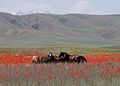 Steppe im Osten Kasachstans