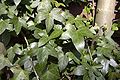 Hedera helix-bladeren