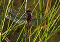 Moosjungfer männlich (male)♂