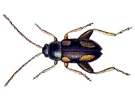 Longitarsus quadriguttatus