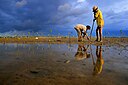 Mangrove forest reforestation