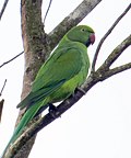 Echo parakeet