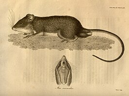 Heteromys anomalus