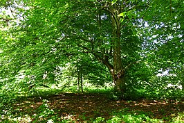 Linde in het park van het vroegere landgoed Mõntu