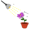 The light from the lamp (1.) functions as a detectable change in the plant's environment. As a result, the plant exhibits a reaction of phototropism--directional growth (2.) toward the light stimulus.