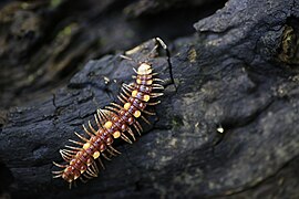 Polydesmus collaris (Polydesmidae) uit Europa