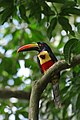 Pteroglossus frantzii