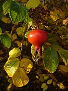 Edible rose hips fruit can resemble tomatoes