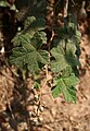 Rubus clinocephalus