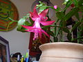 Schlumbergera russelliana