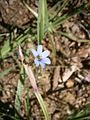 Sisyrinchium angustifolium close-up