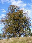 Sommer-Linde beim Rabensteiner