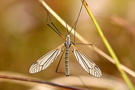 Tipula (Yamatotipula) pruinosa