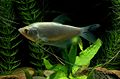 Moonlight gourami