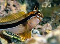 Crested blenny (Parablennius laticlavius)