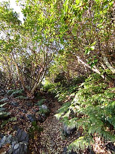 Δάσος αγριοκουμαριάς στο όρος Σάος, Νήσος Σαμοθράκη, Θράκη